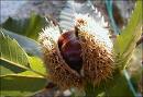 castanha