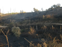 fogo palhais
