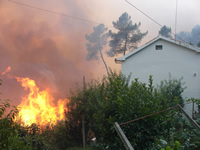 Incêndio consumiu  mata e pinhal