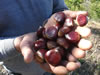 Castanhas