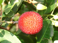 2007_11_29_medronho.jpg