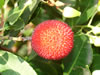 2007_11_29_medronho_s.jpg