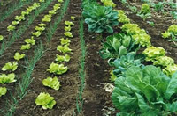 horta